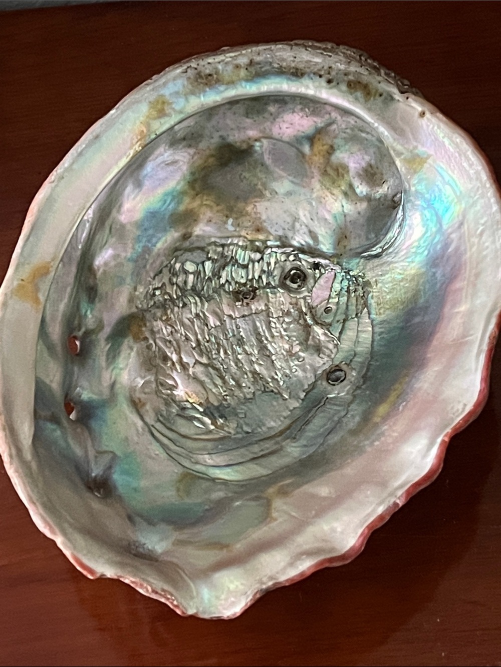 Red Abalone VTG Large Shell Gorgeous Iridescent Colors 8 x 6.25 2 D